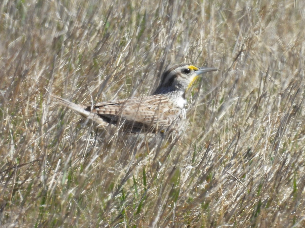 Western Meadowlark - ML618229183