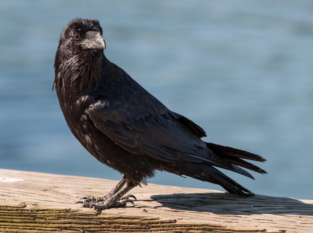 American Crow - Howard Clarke