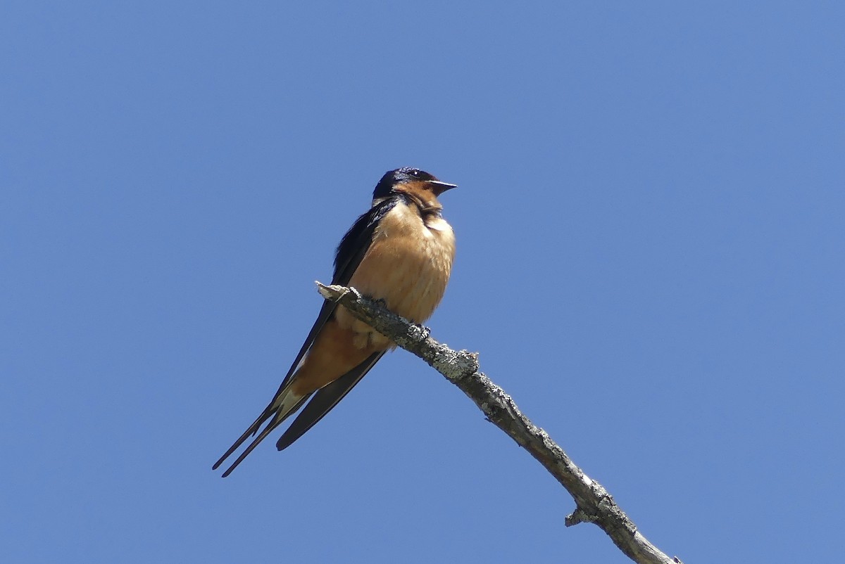 Barn Swallow - Anonymous