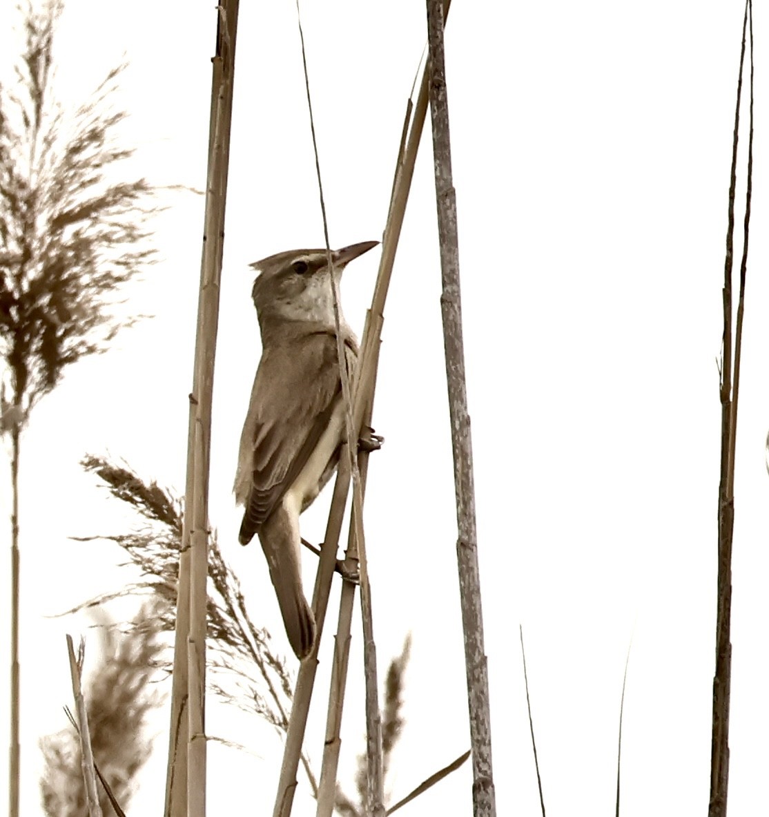 Great Reed Warbler - Murat Polat