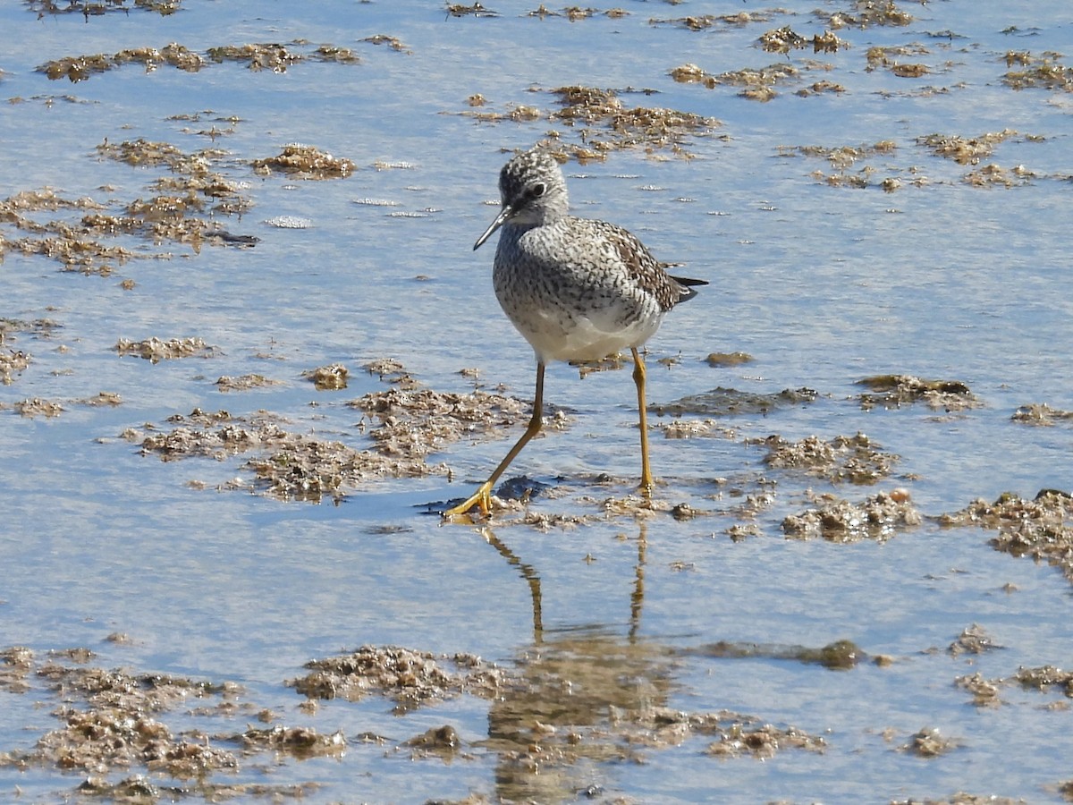 Lesser Yellowlegs - ML618229205