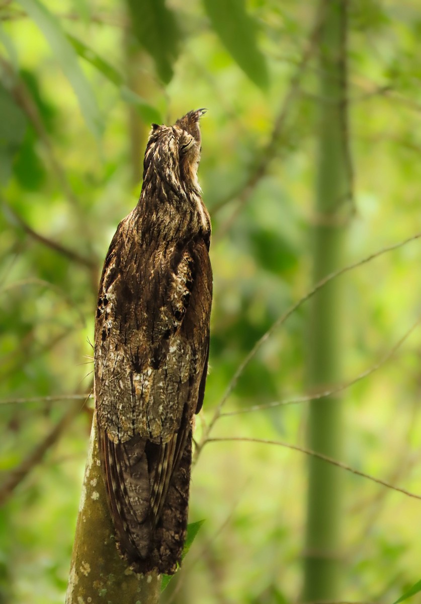 Common Potoo - Alejandro Williams Viveros