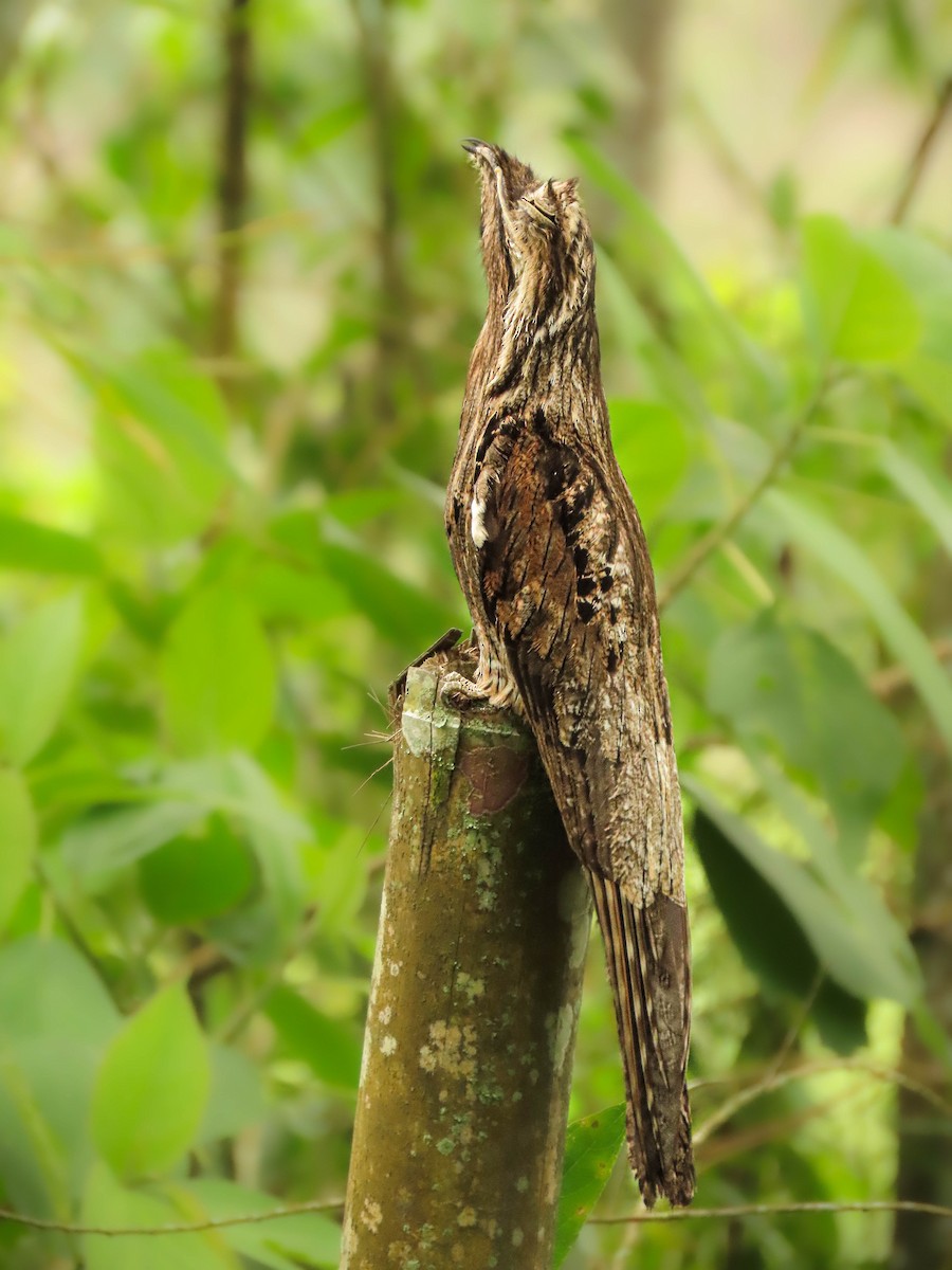 Common Potoo - Alejandro Williams Viveros