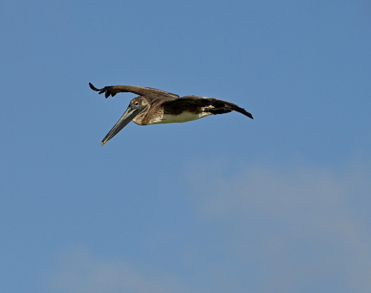 Brown Pelican - ML618229229