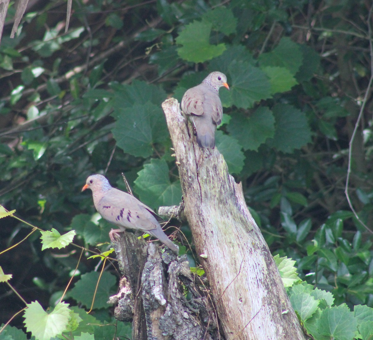 Common Ground Dove - ML618229231