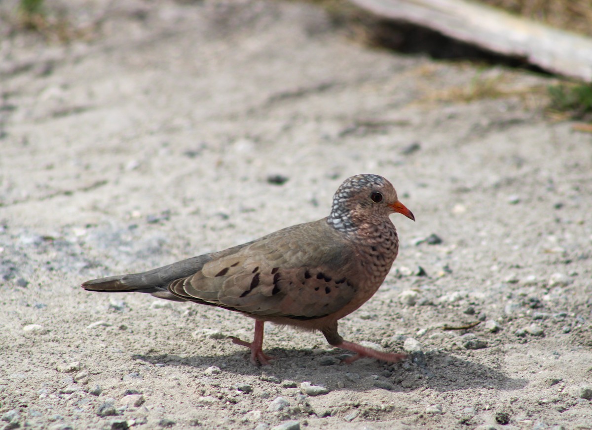 Common Ground Dove - ML618229233