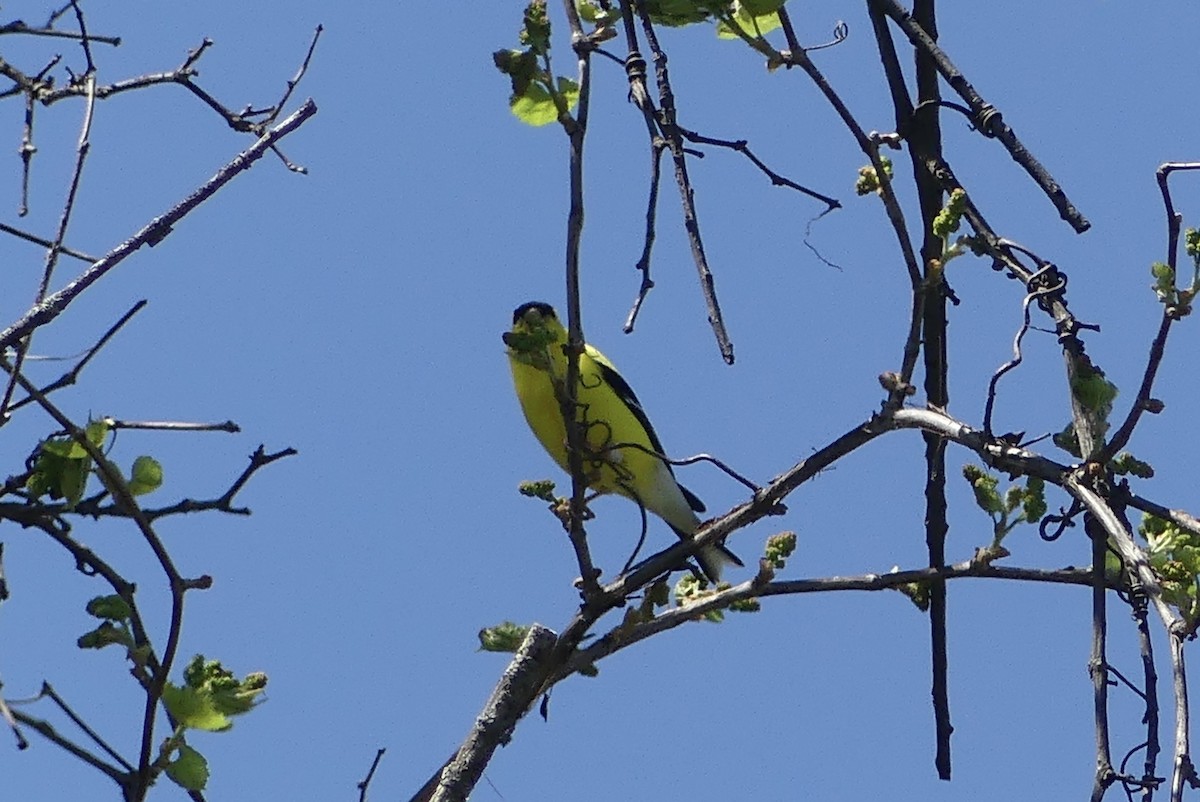 American Goldfinch - Anonymous