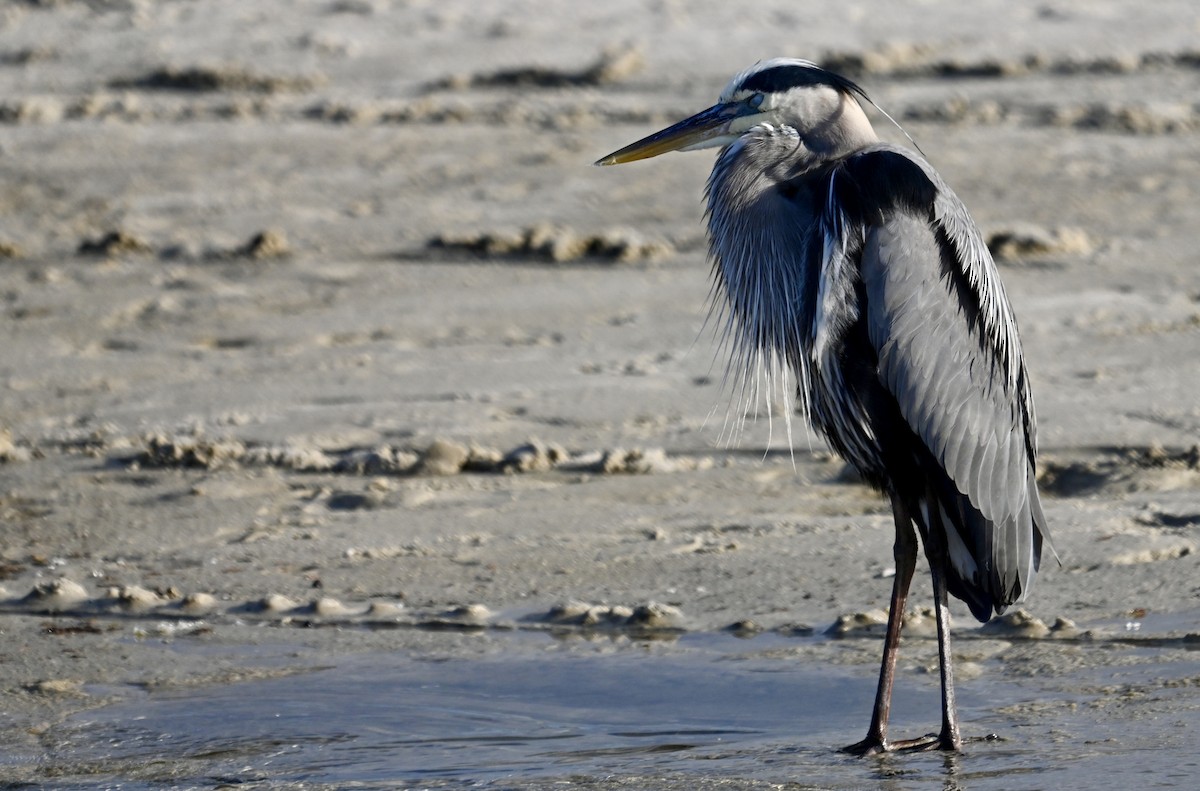 Great Blue Heron - ML618229254