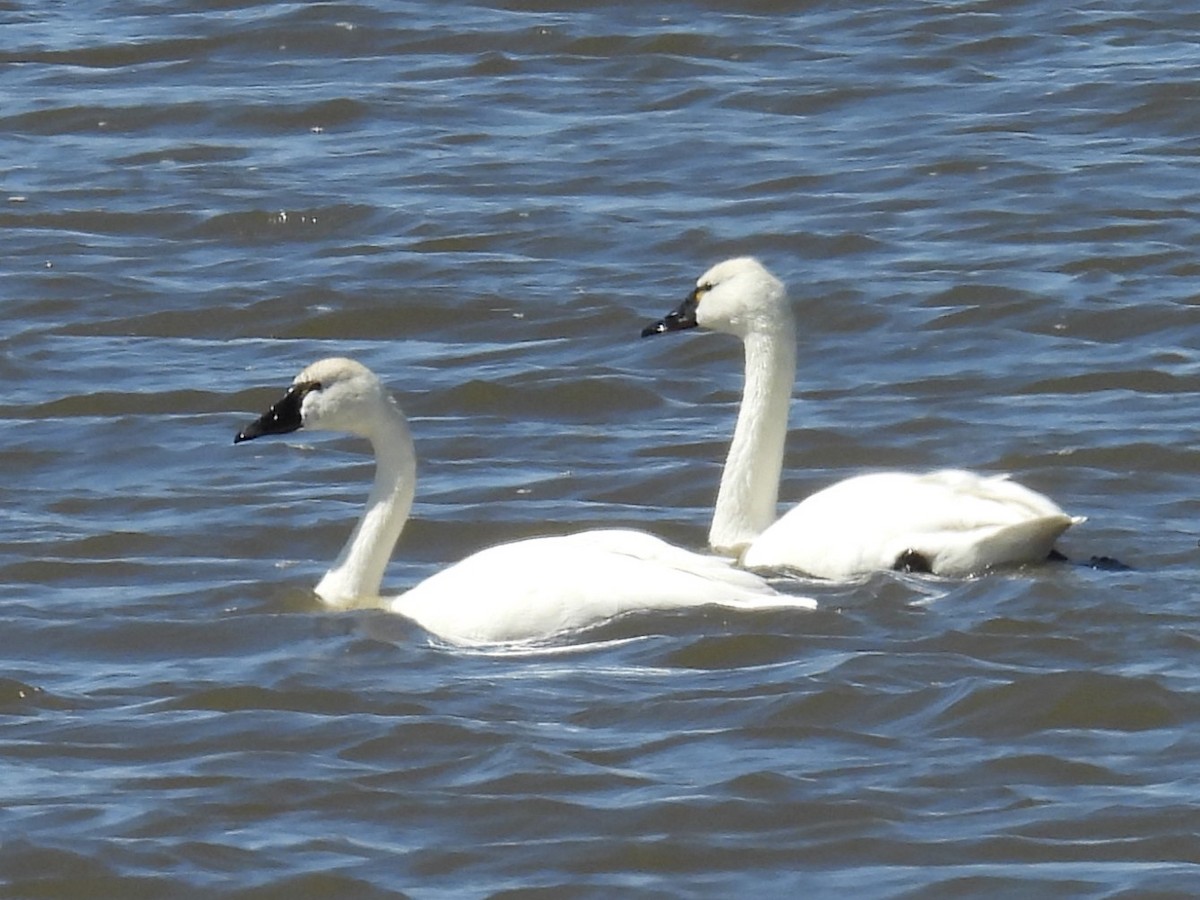 Tundra Swan - Kathryn Hyndman