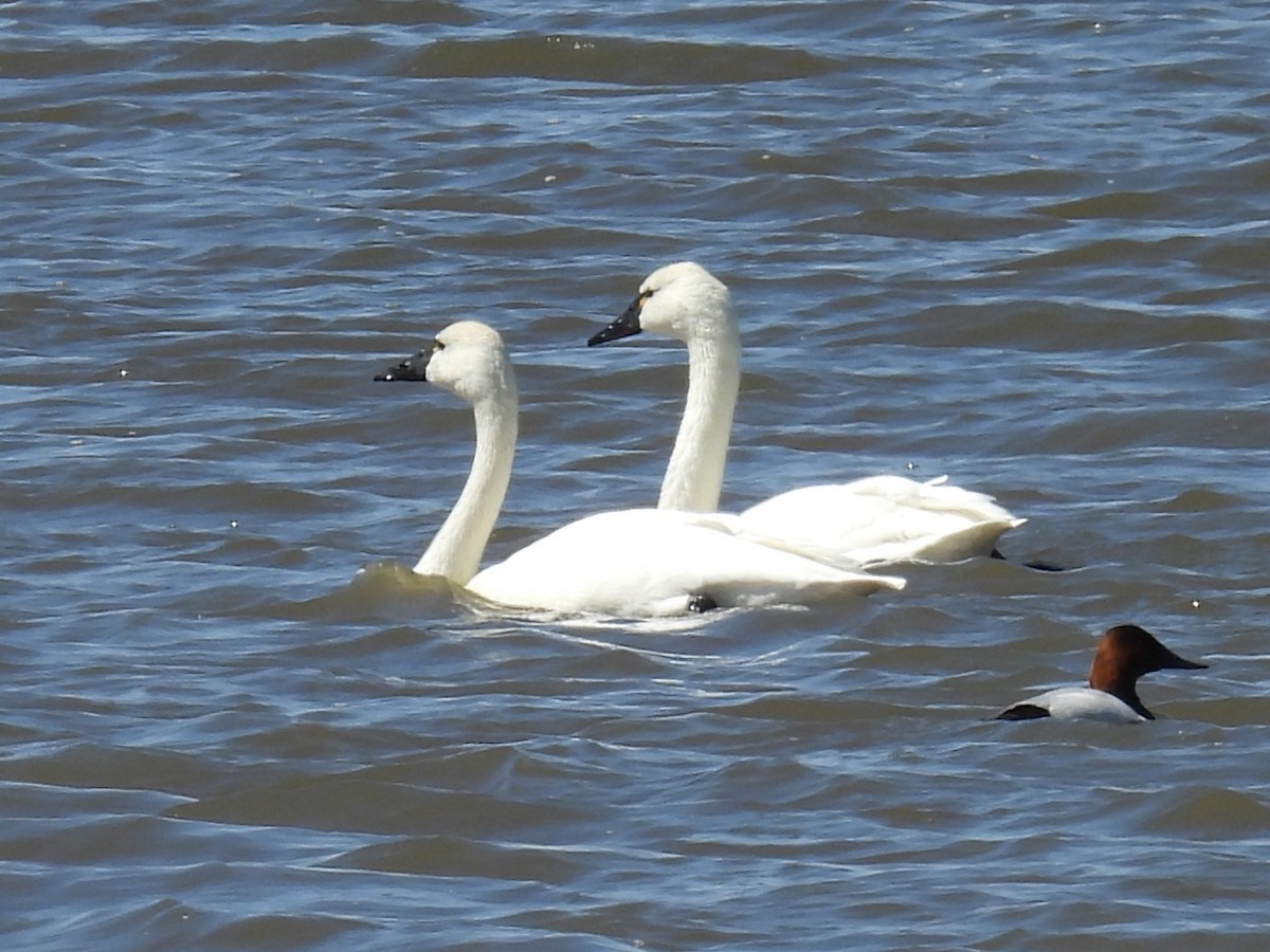 Tundra Swan - ML618229257