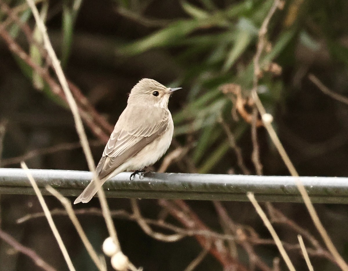 Spotted Flycatcher - Murat Polat