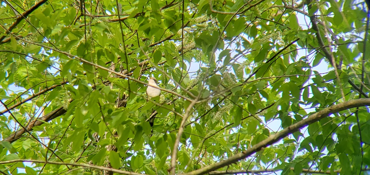 Yellow-billed Cuckoo - Dustin Holschuh