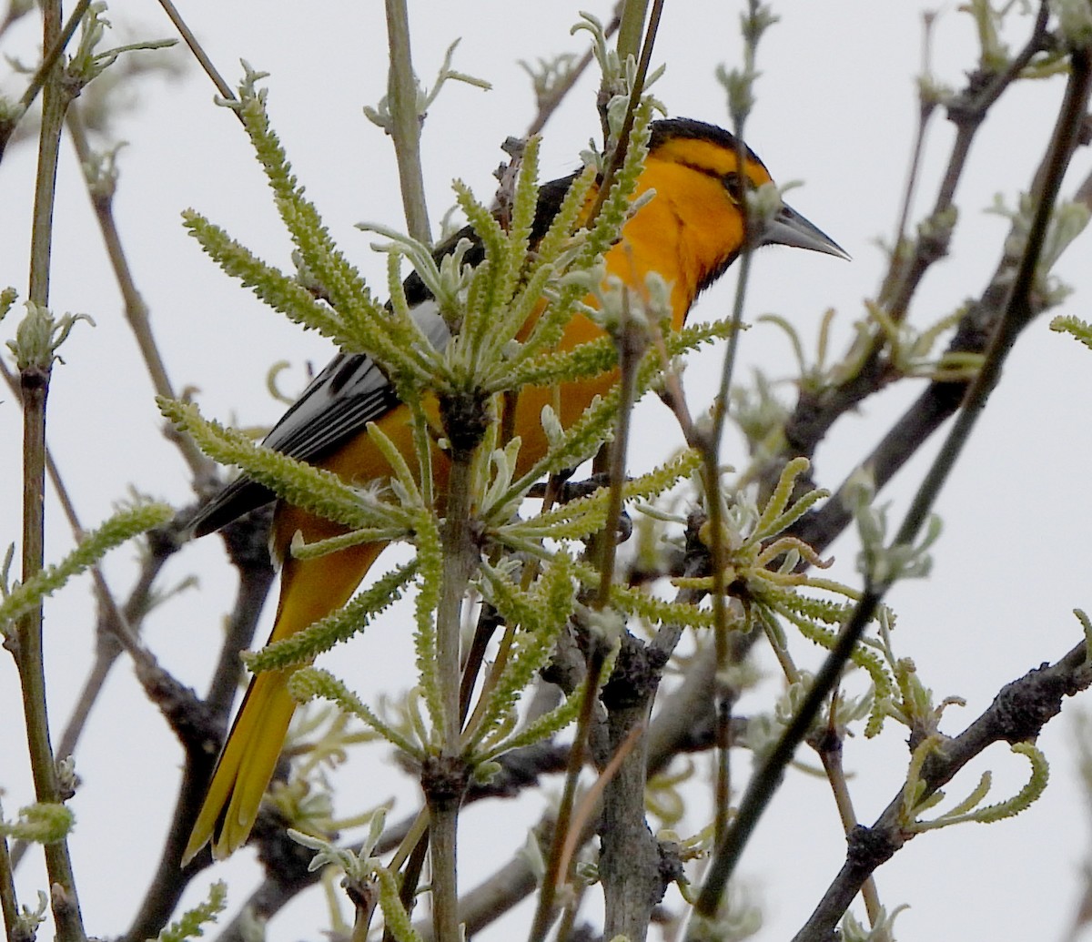 Bullock's Oriole - ML618229274