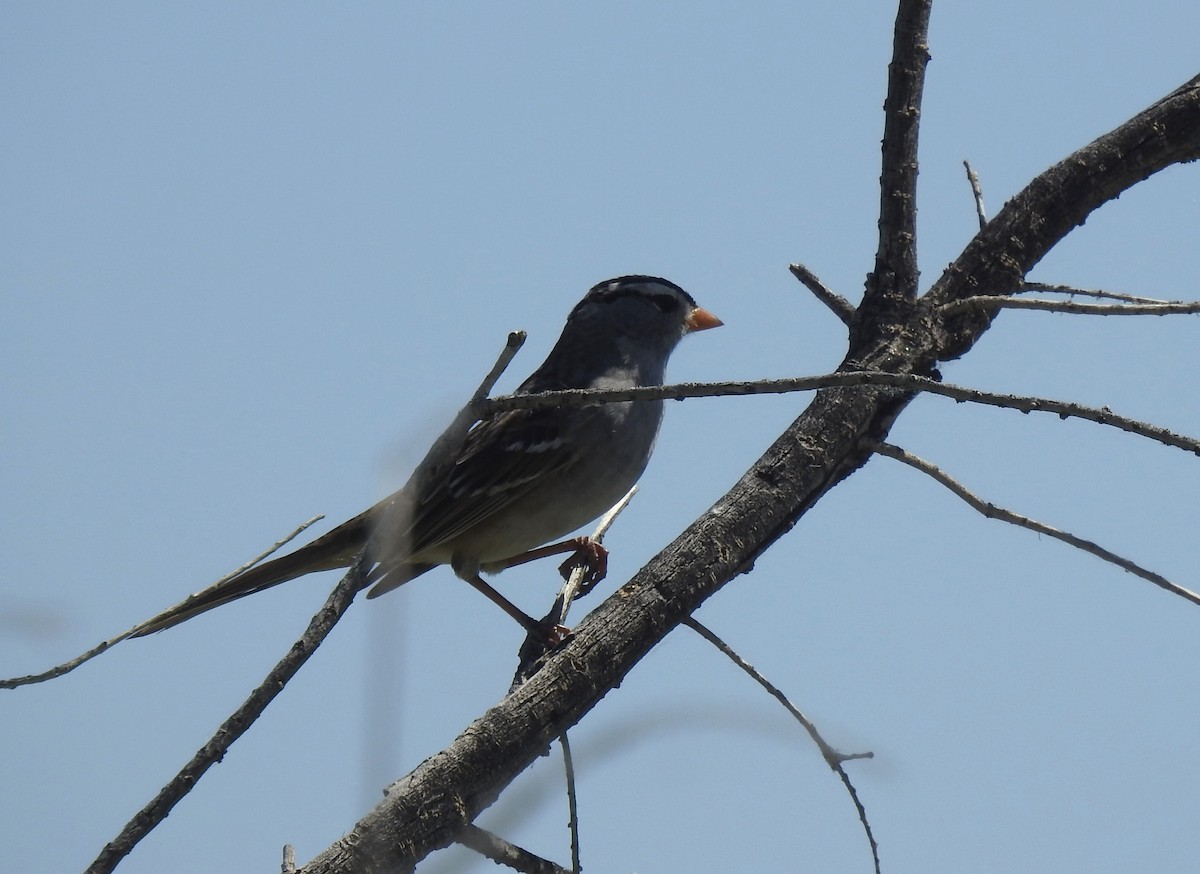 White-crowned Sparrow (Gambel's) - Chris Dean