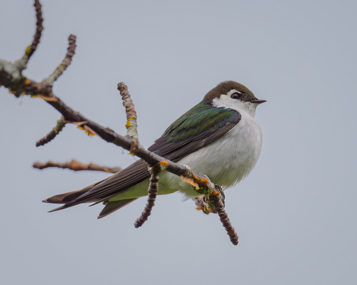 Violet-green Swallow - John Davis