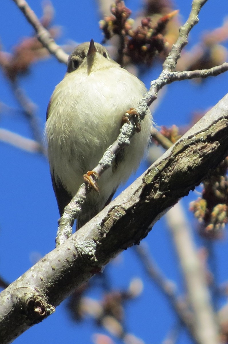 Ruby-crowned Kinglet - ML618229345