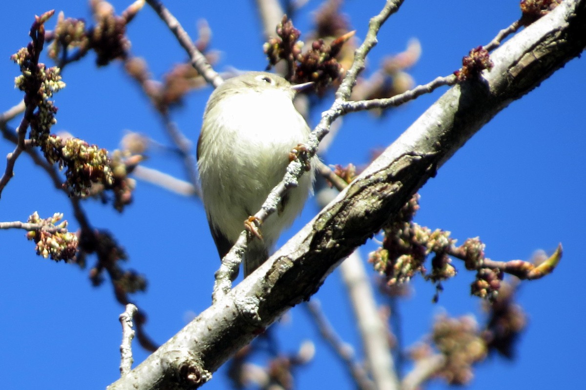 Ruby-crowned Kinglet - ML618229346