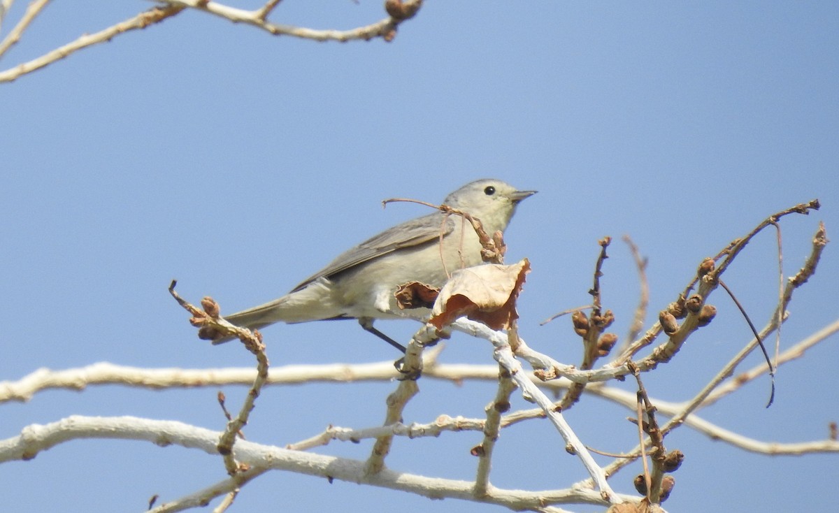 Lucy's Warbler - Chris Dean