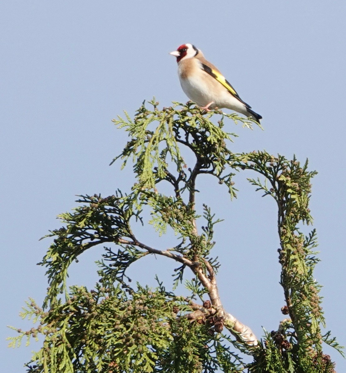 European Goldfinch - Nancy Henke