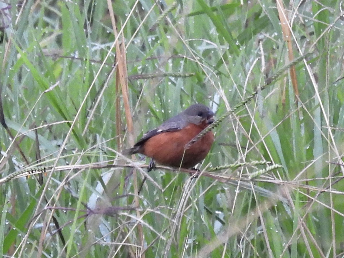 Ruddy-breasted Seedeater - Jhon Carlos Andres Rivera Higuera