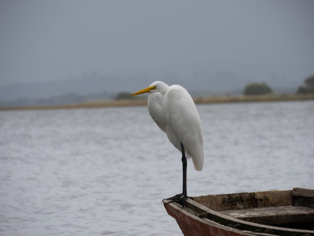 Great Egret - Andrey Apashkin