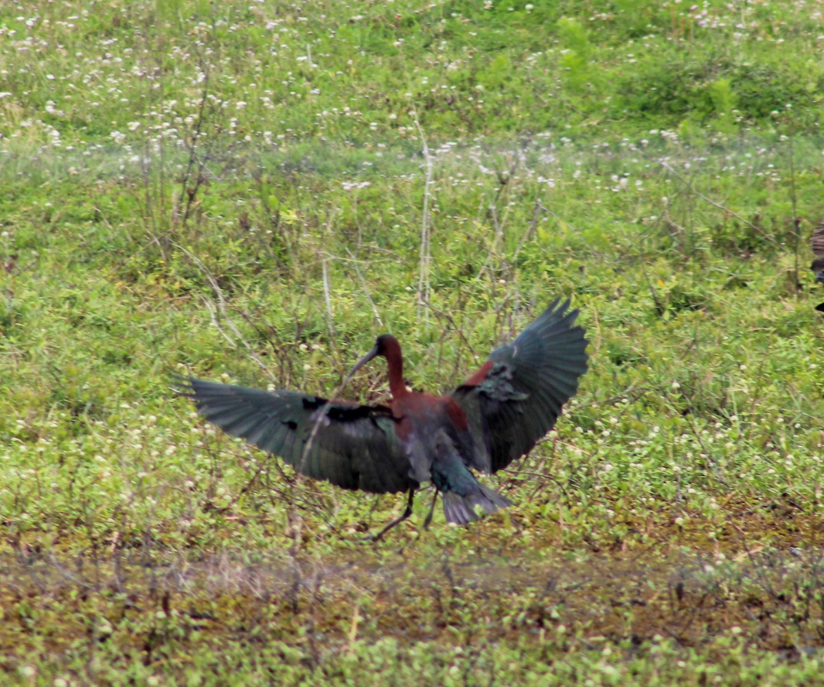 ibis hnědý - ML618229408