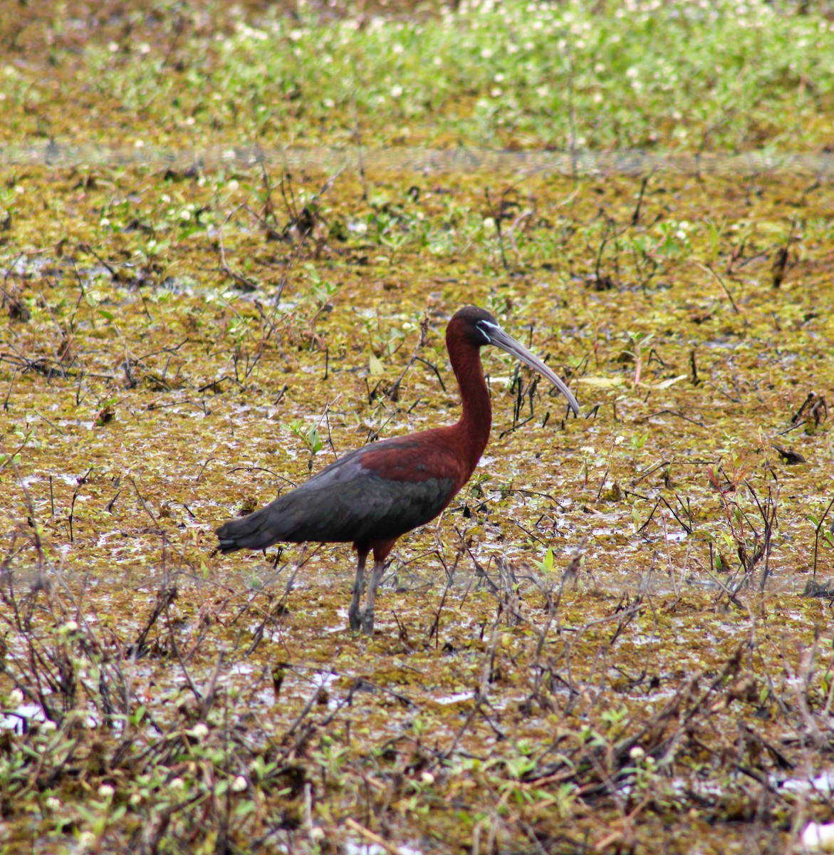 ibis hnědý - ML618229411