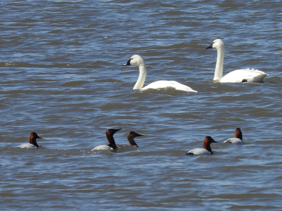 Canvasback - Kathryn Hyndman