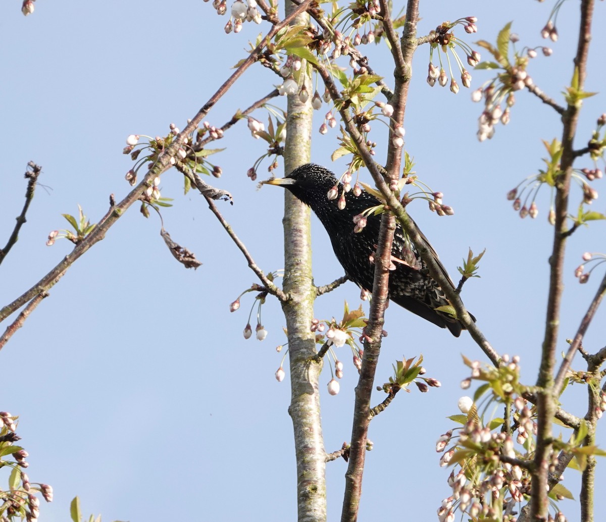 European Starling - Nancy Henke