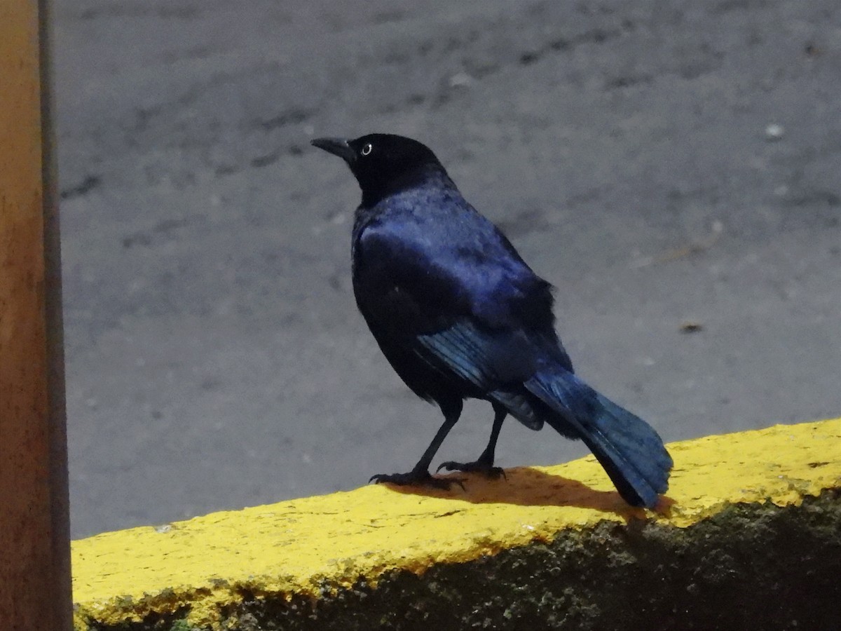 Carib Grackle - Jhon Carlos Andres Rivera Higuera