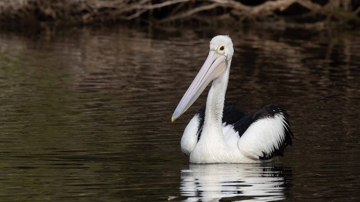 pelikán australský - ML618229469