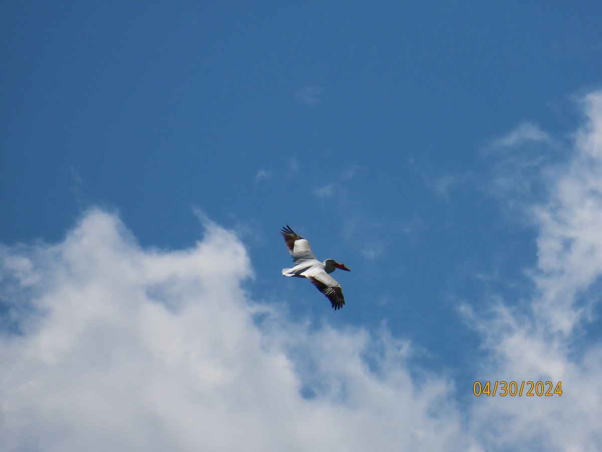 American White Pelican - Debra Bogar