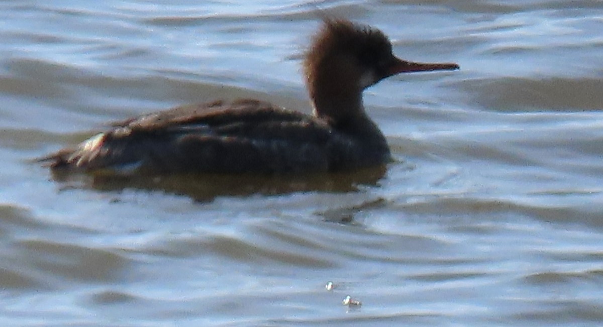 Red-breasted Merganser - ML618229488