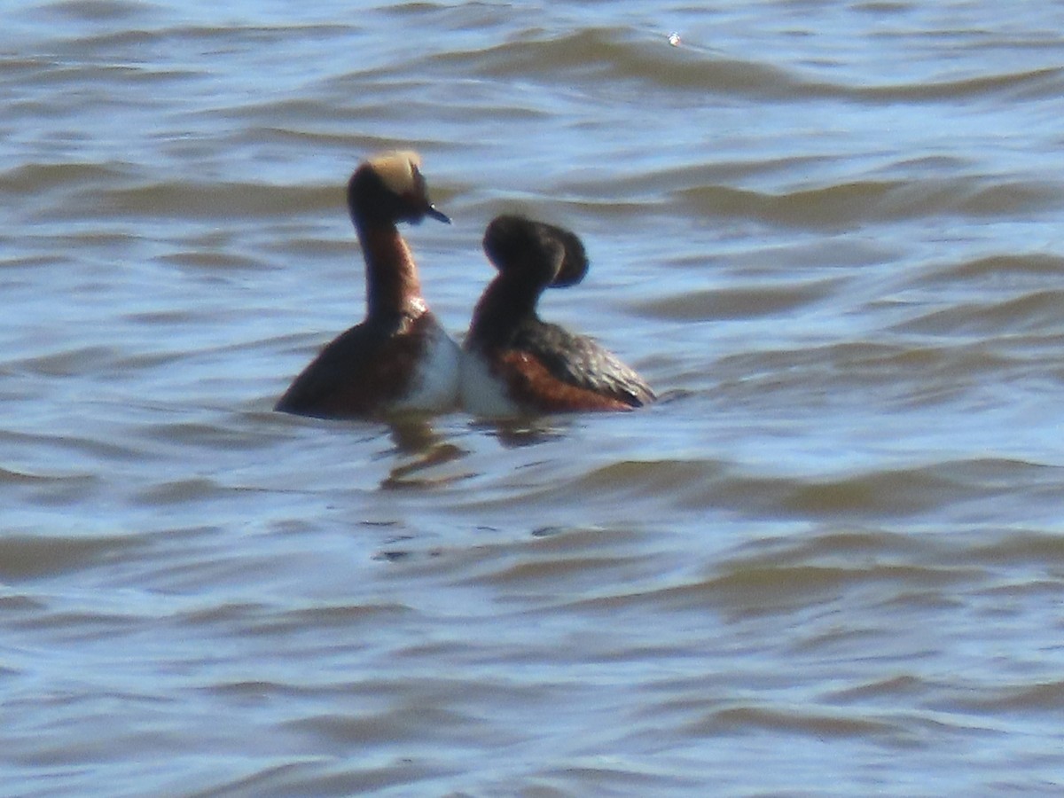 Horned Grebe - ML618229504