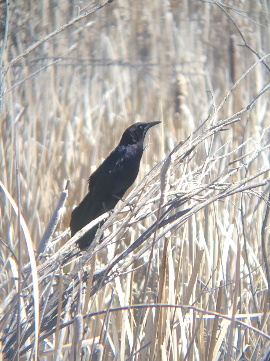 Great-tailed Grackle - Calliope Ketola