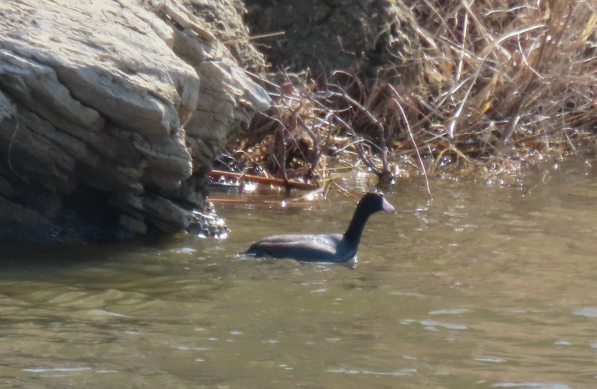 American Coot - ML618229518