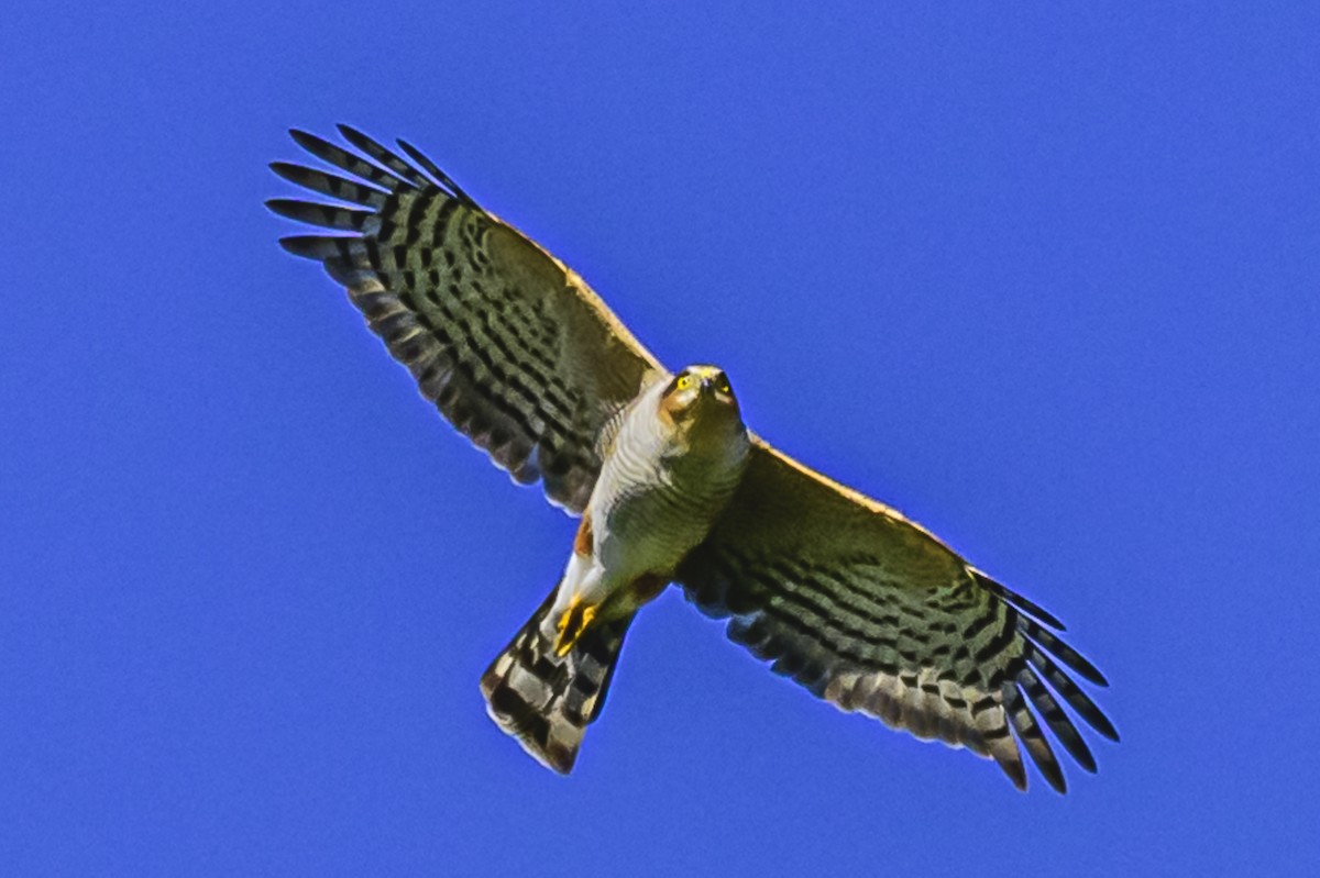 Sharp-shinned Hawk - Amed Hernández