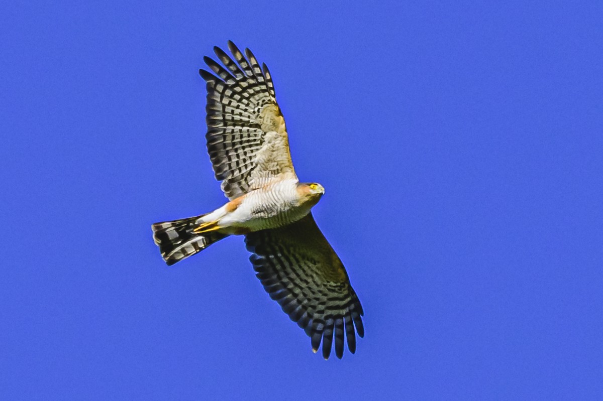 Sharp-shinned Hawk - ML618229521