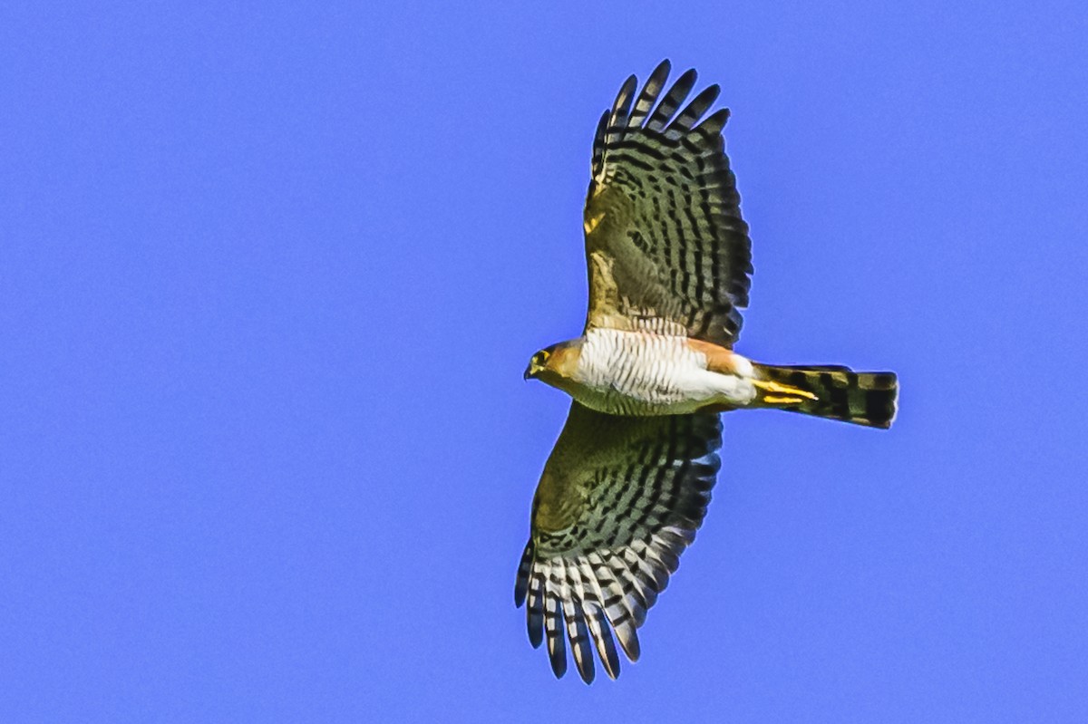 Sharp-shinned Hawk - Amed Hernández