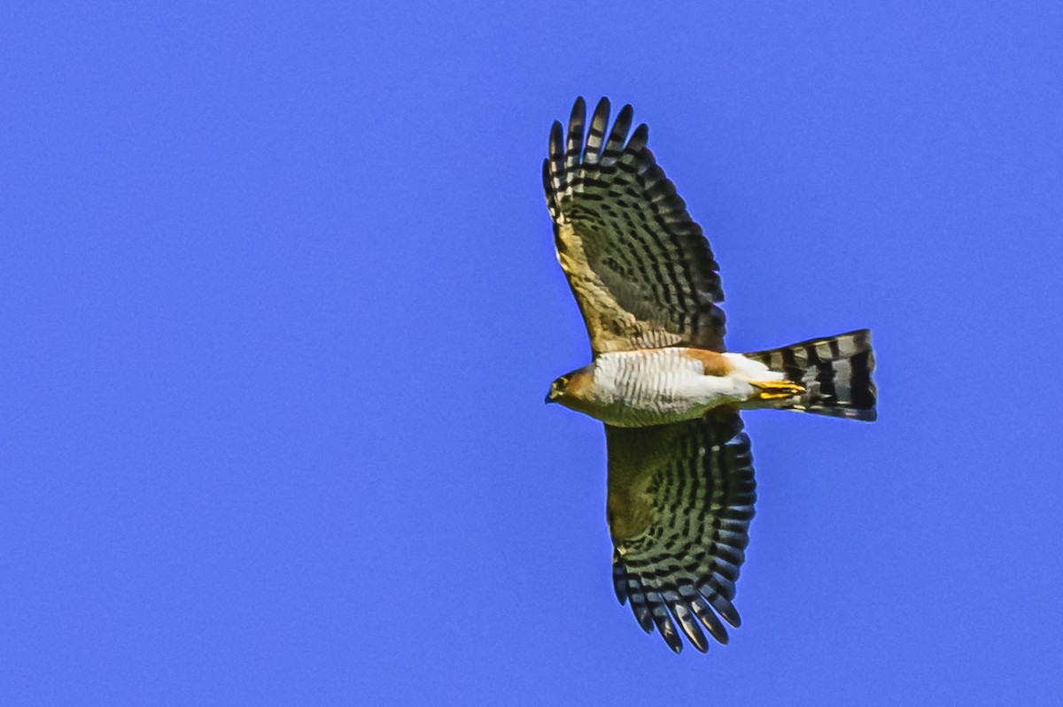 Sharp-shinned Hawk - ML618229523