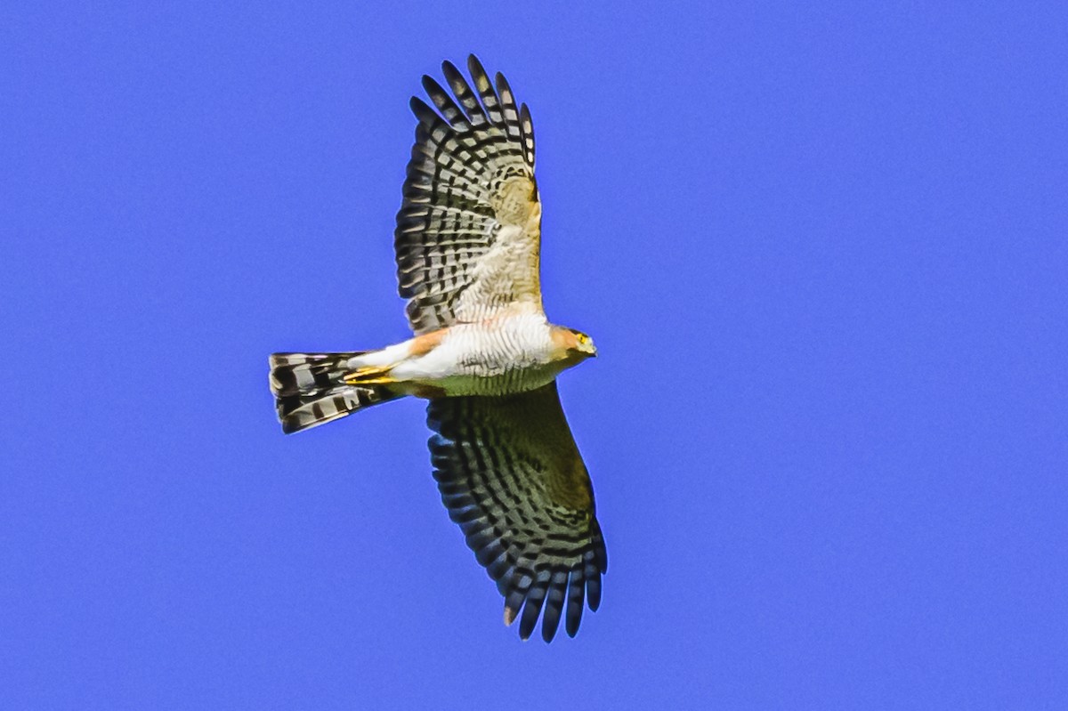 Sharp-shinned Hawk - ML618229524