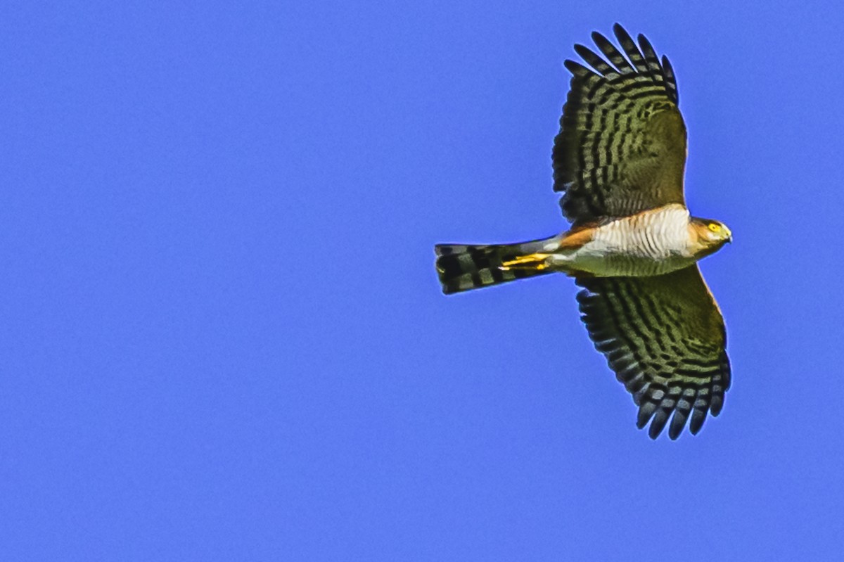 Sharp-shinned Hawk - ML618229525