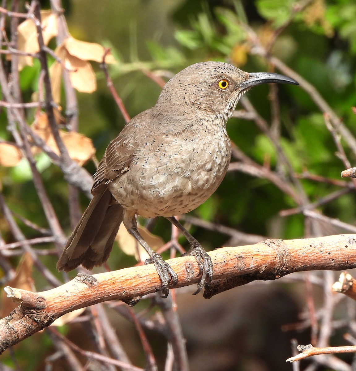 Curve-billed Thrasher - Paula Randolph