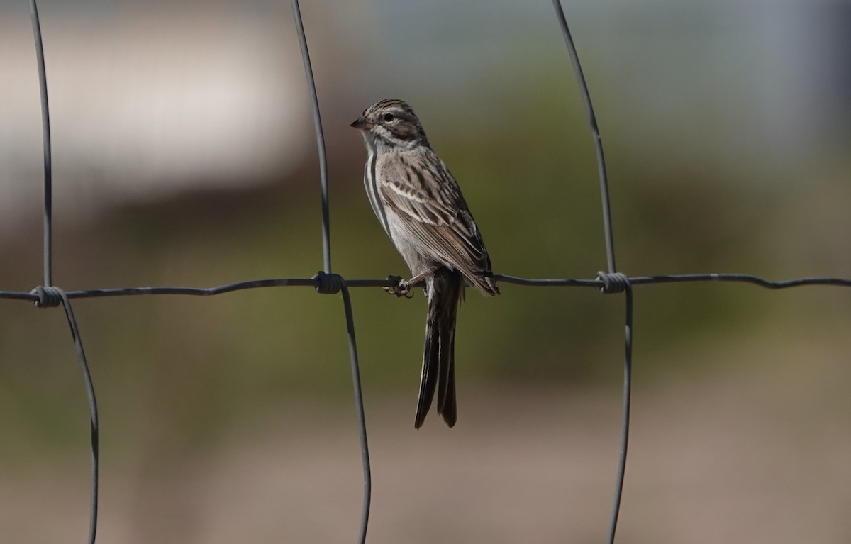 Brewer's Sparrow - Danette Henderson