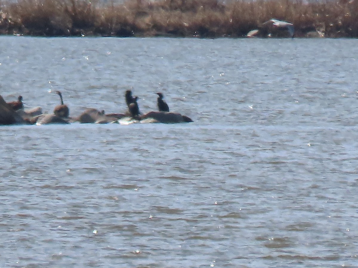 Double-crested Cormorant - ML618229597