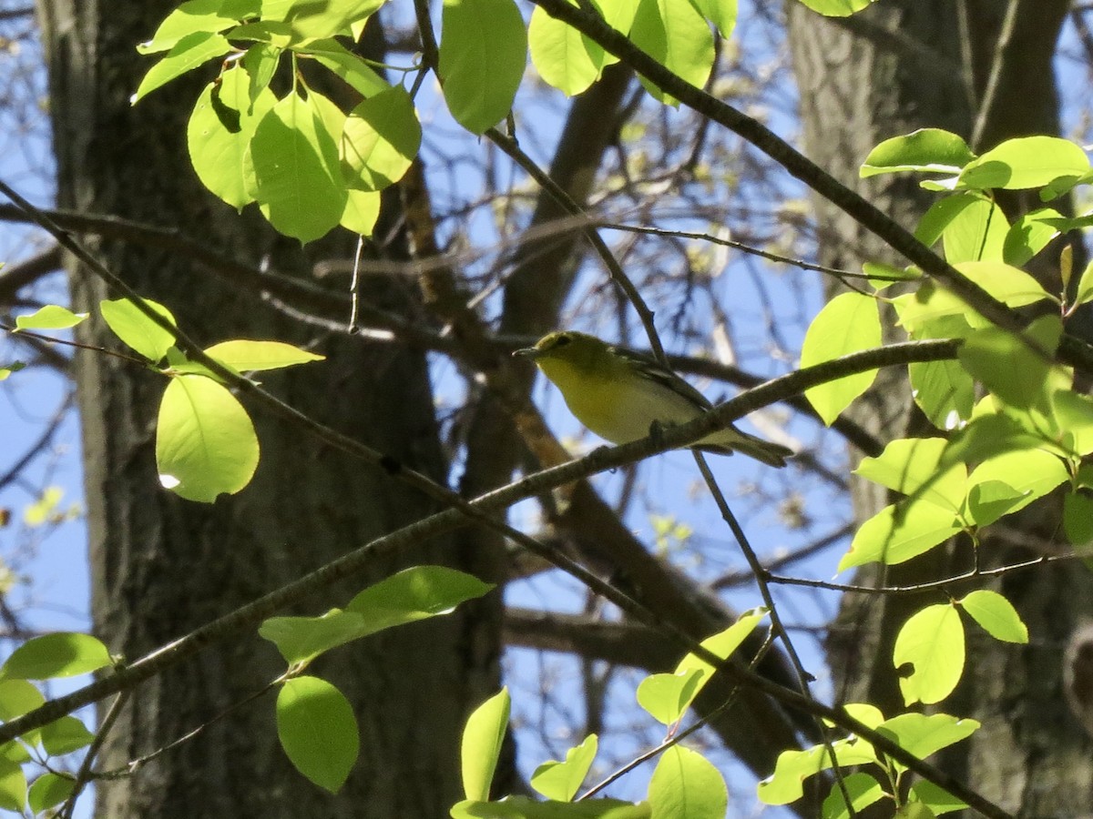 Yellow-throated Vireo - Norka Saldana