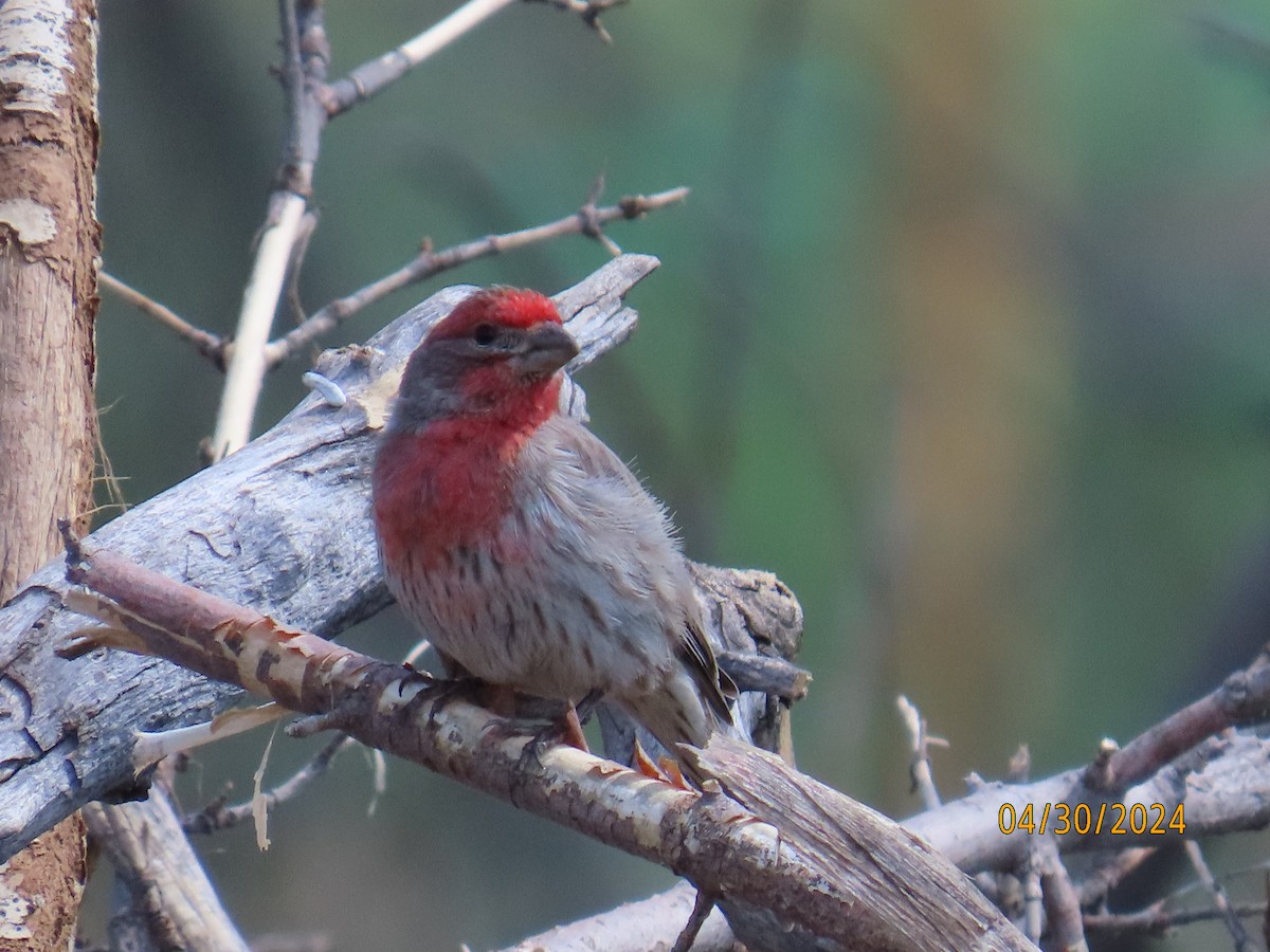 House Finch - Debra Bogar