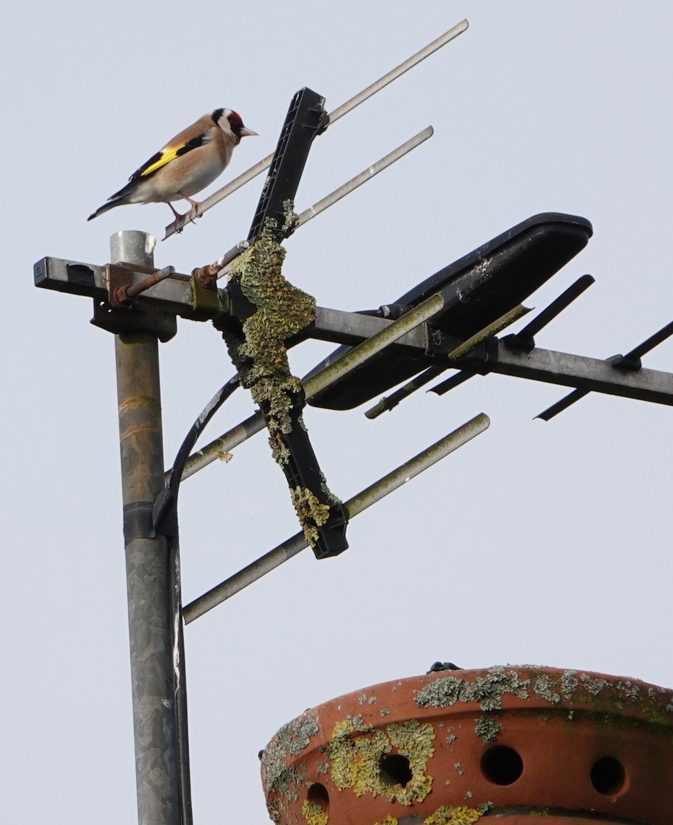 European Goldfinch - Nancy Henke