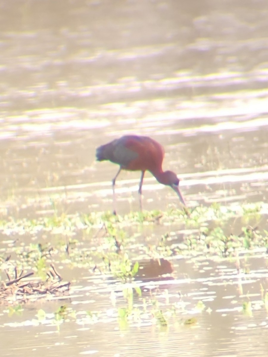 Glossy Ibis - ML618229613