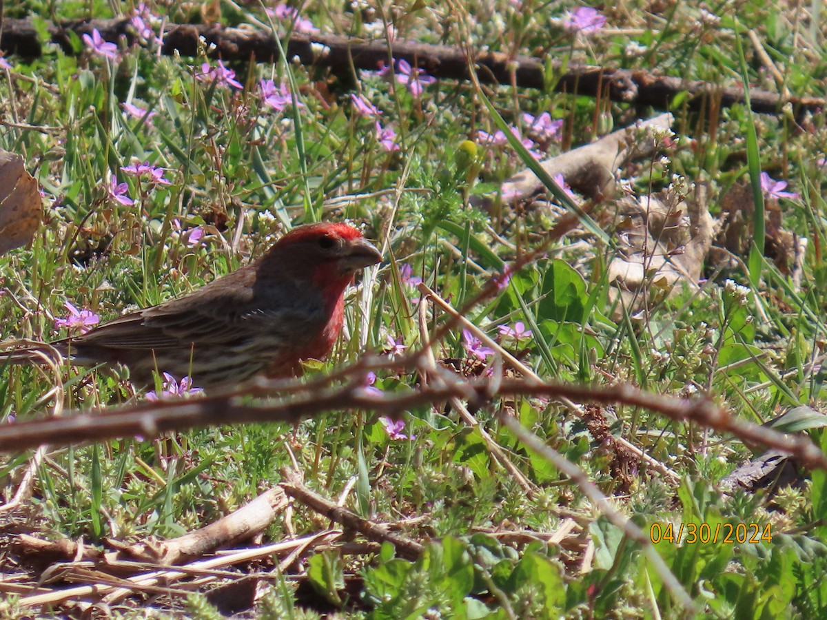 House Finch - Debra Bogar